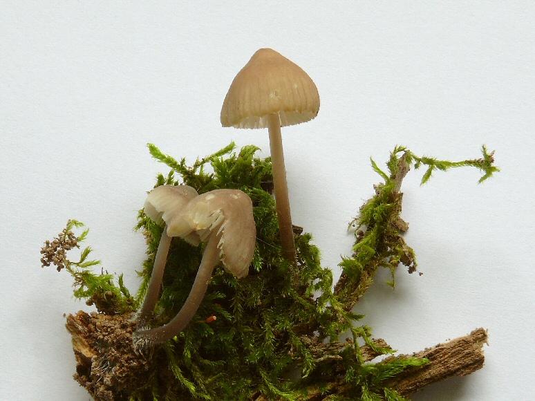 P1100068 Mycena erubescens cc crp